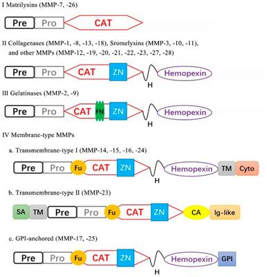 Role of matrix metalloproteinases in diabetic foot ulcers: Potential therapeutic targets